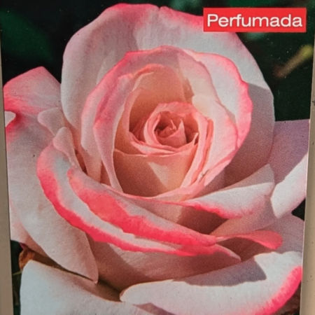Rosal Lyon Lumieres
