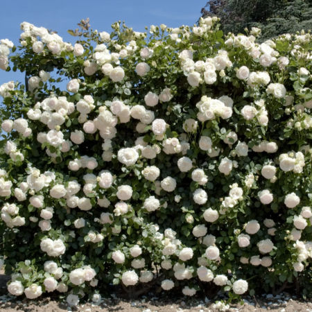 Rosal Trepador Palais Royal