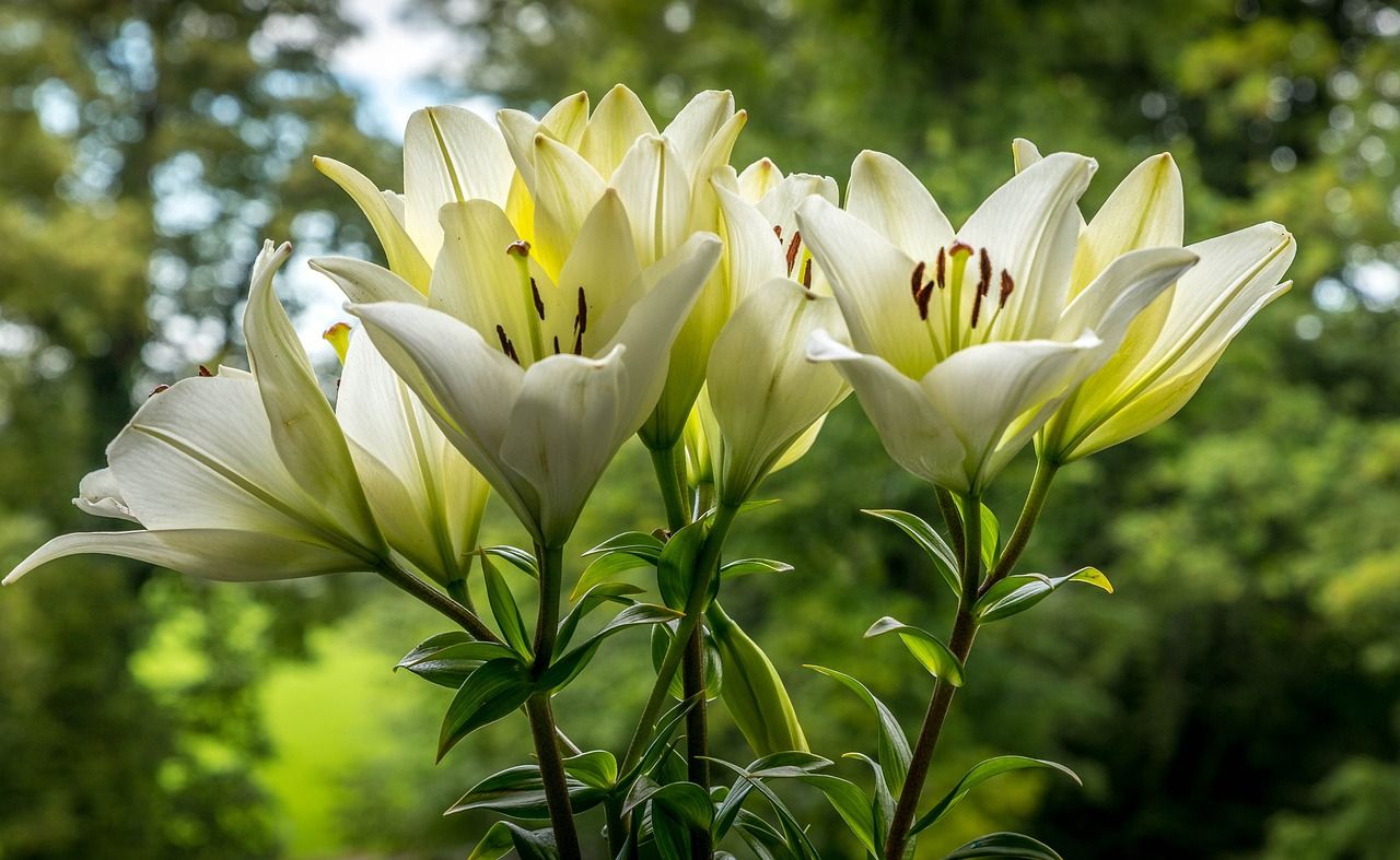 Bulbos de primavera