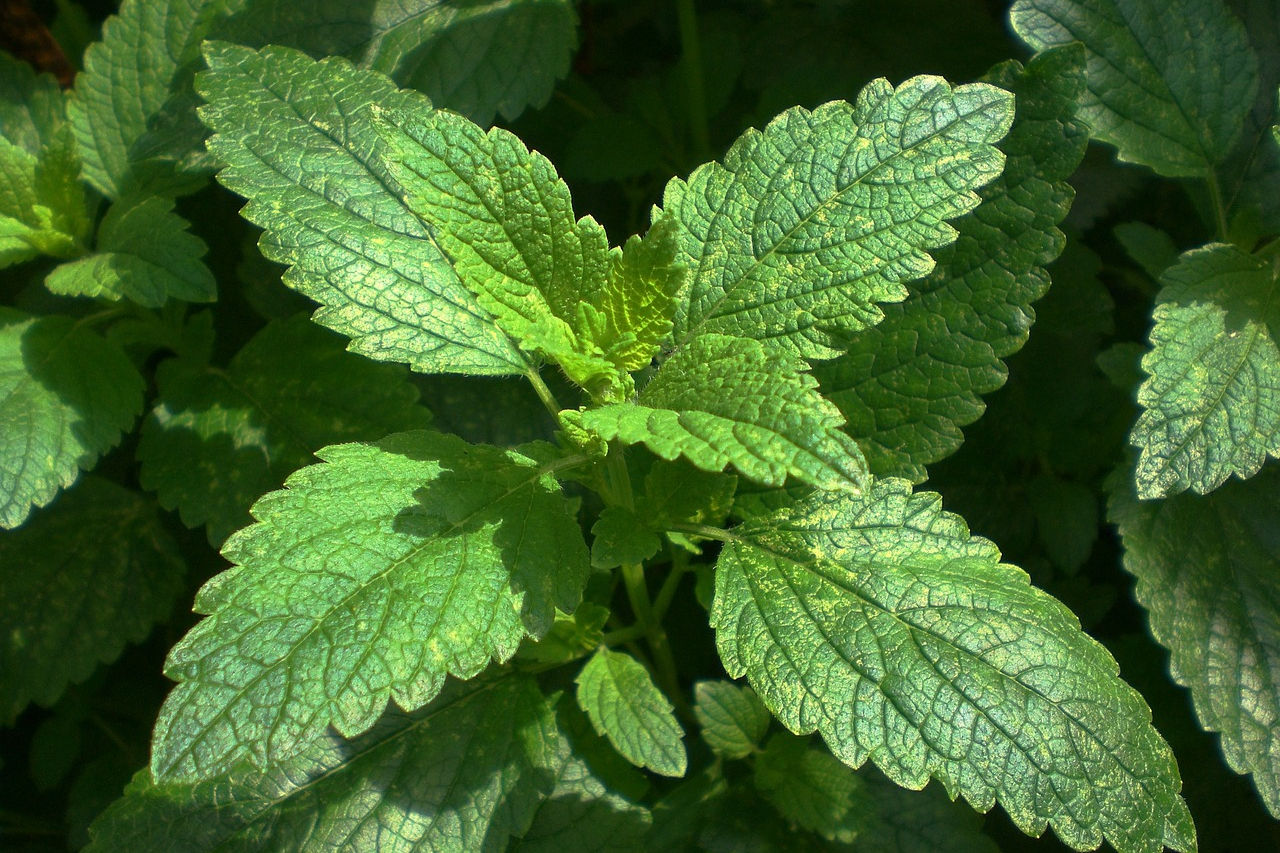 Semillas aromáticas