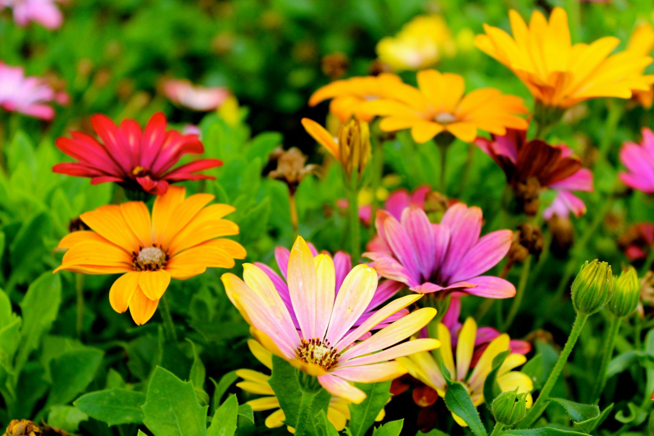 Semillas de flor