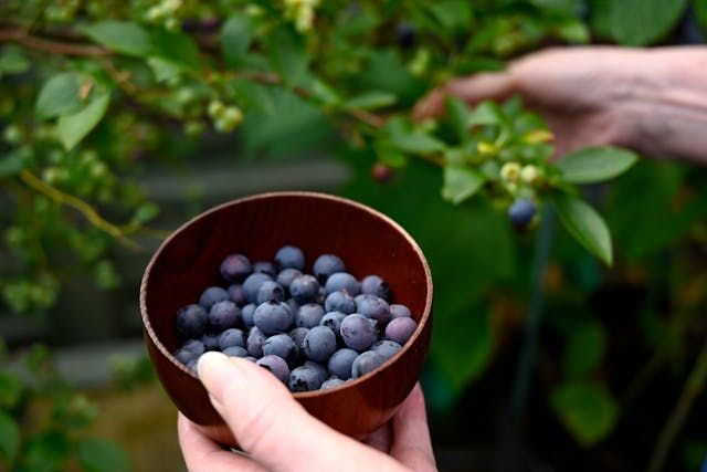 Frutos Rojos