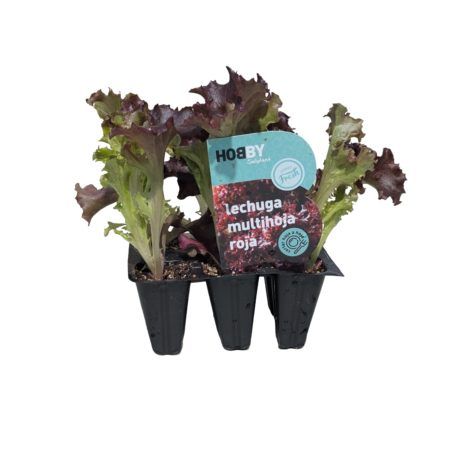 Plantel Lechuga Multihoja Roja Pack 6uds