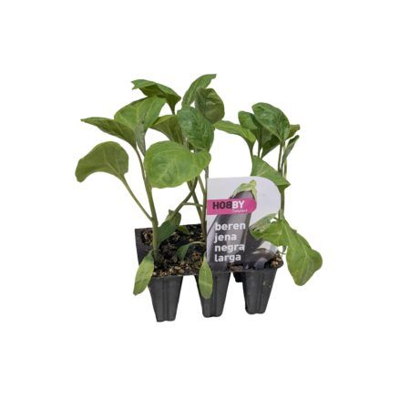 Plantel Berenjena Larga Pack 6uds