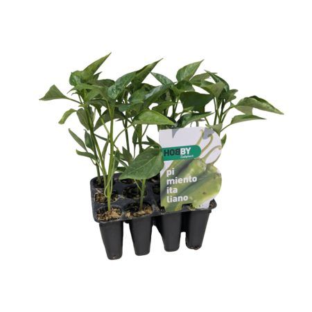 Plantel Pimiento Italiano Pack 12uds