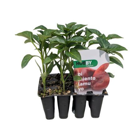 Plantel Pimiento Lamuyo Pack 12uds