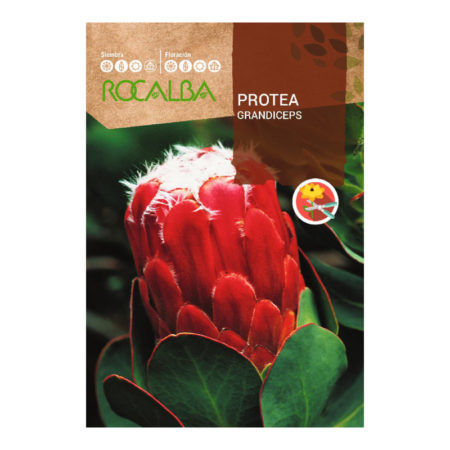 Semillas Protea Grandiceps