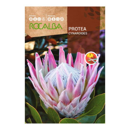 Semillas Protea Cynaroides