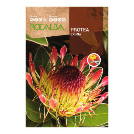 Semillas Protea Eximia