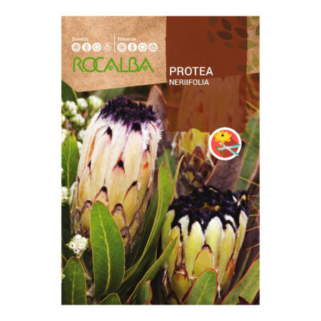 Semillas Protea Neriifolia