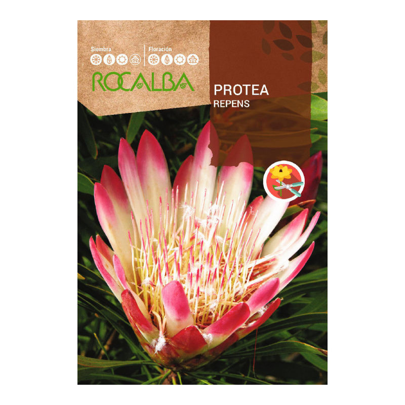 Semillas Protea Repens