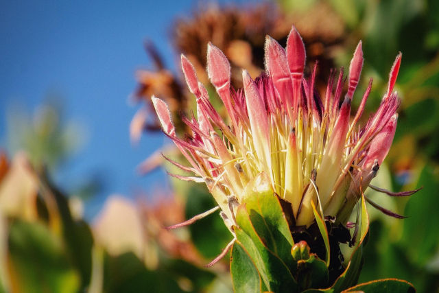 Semillas Protea