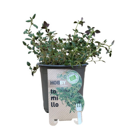 Tomillo Eco M-11 Hobby