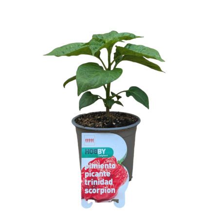 Maceta Pimiento Picante Trinidad Scorpion M-11 Hobby