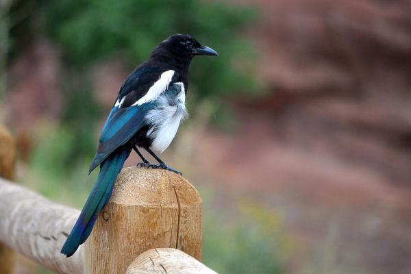 Ahuyentadores de pajaros