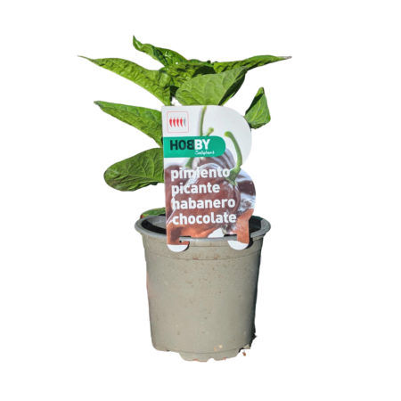 Pimiento Picante Habanero Chocolate M-11 Hobby