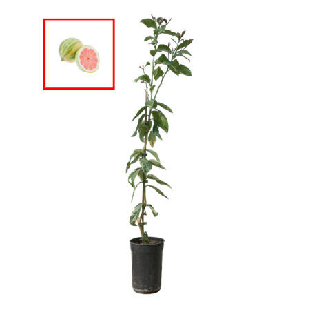 Árbol Cítrico Limón Variegado