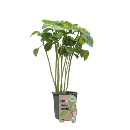 Maceta Perilla Shiso Verde Eco M-11