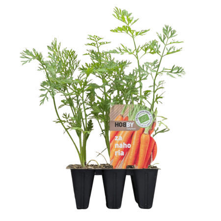 Plantel Zanahoria Eco Pack 6uds