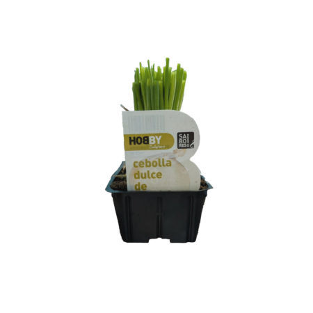 Plantel Cebolla Dulce de Fuentes Pack 50uds
