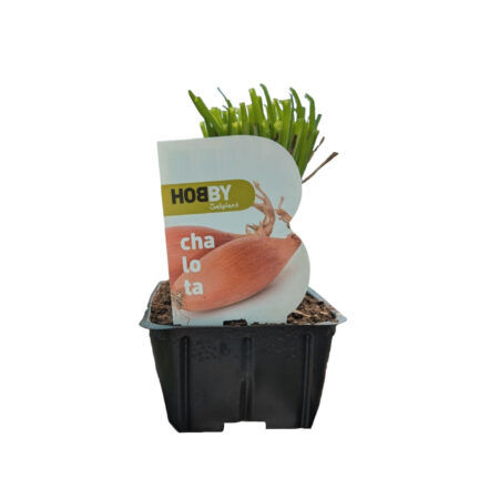 Plantel cebolla Chalota Pack 50 und. Hobby