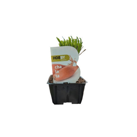 Chalota Pack 50 Hobby