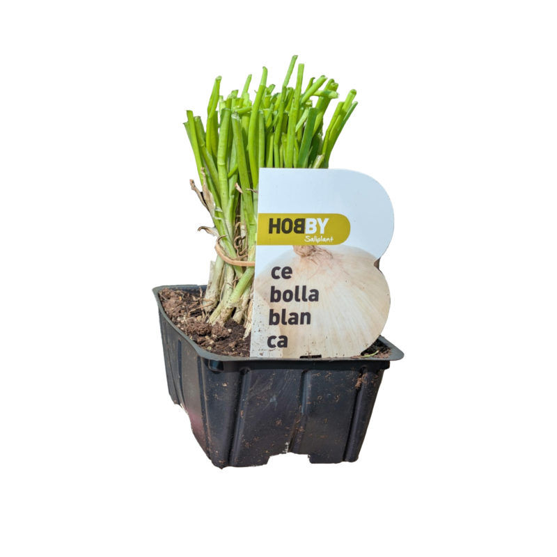 Cebolla Blanca Pack 50 Hobby
