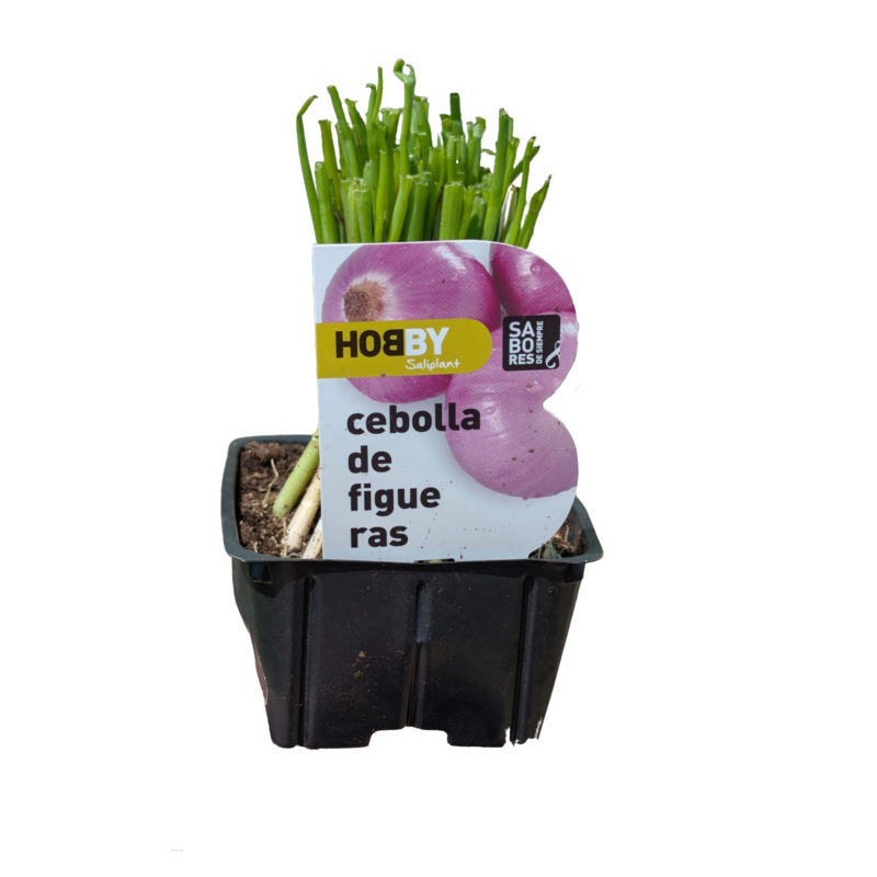 Plantel Cebolla Figueres Pack 50 Hobby