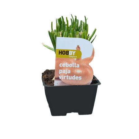 Cebolla Paja Virtudes Pack 50 Hobby