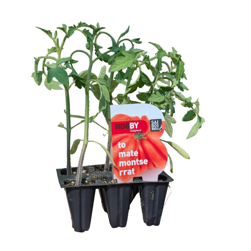 Tomate Montserrat Pack 6 Hobby
