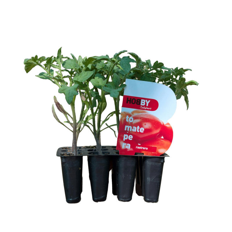 Tomate Pera Rastrero Pack 12