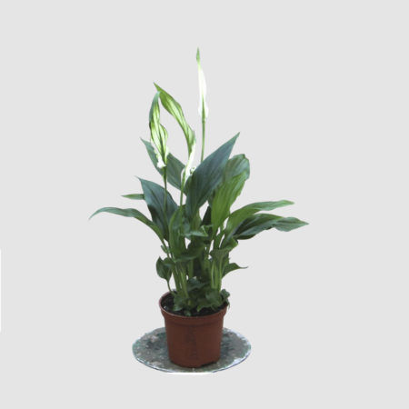 Spathiphyllum
