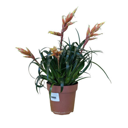 Vriesea Multiflora M-12