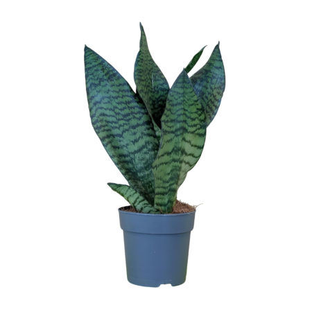 Sansevieria Zeylanica M-12