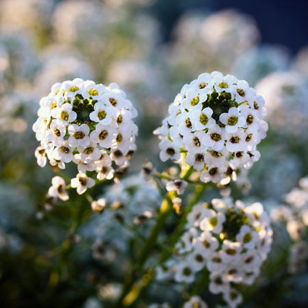 Plantel Lobularia Maritima Aliso