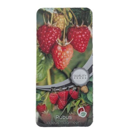 Frambuesa Roja Idaeus Tulameen C-2Lt