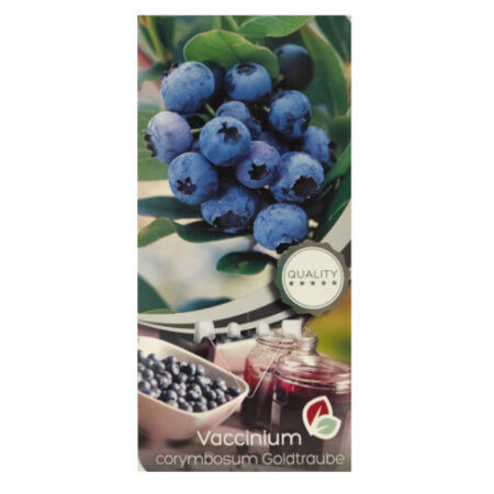 Arandano Corybosum Goldtraube C-2Lt