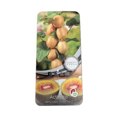Kiwi Deliciosa Red