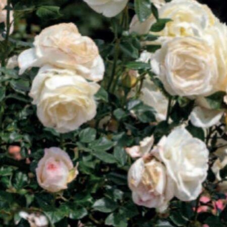 Rosal Camille Claudel