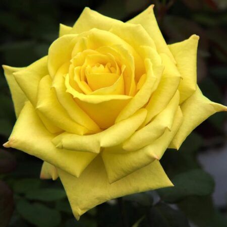 Rosal Golden Perfumella