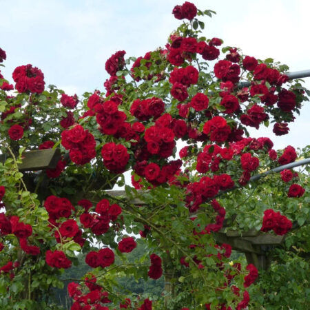 Rosal Trepador Edith Piaf