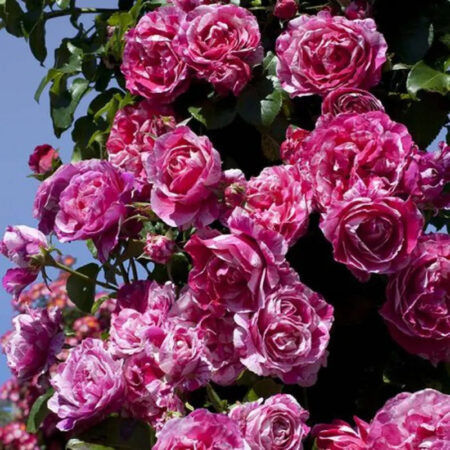 Rosal Trepador Ines Sastre