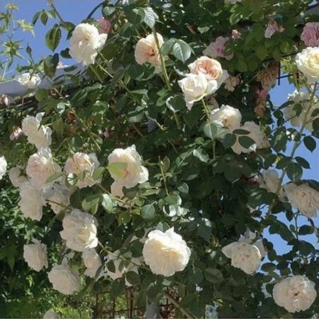 ROSAL TREPADOR MON JARDIN ET MA MAISON