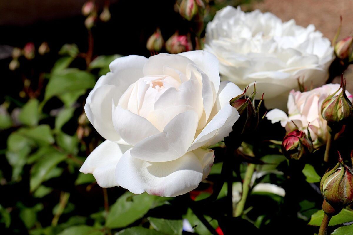 Plantel de Temporada - Abonos Calsilla