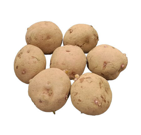 Patata Rudolph para Siembra 1Kg