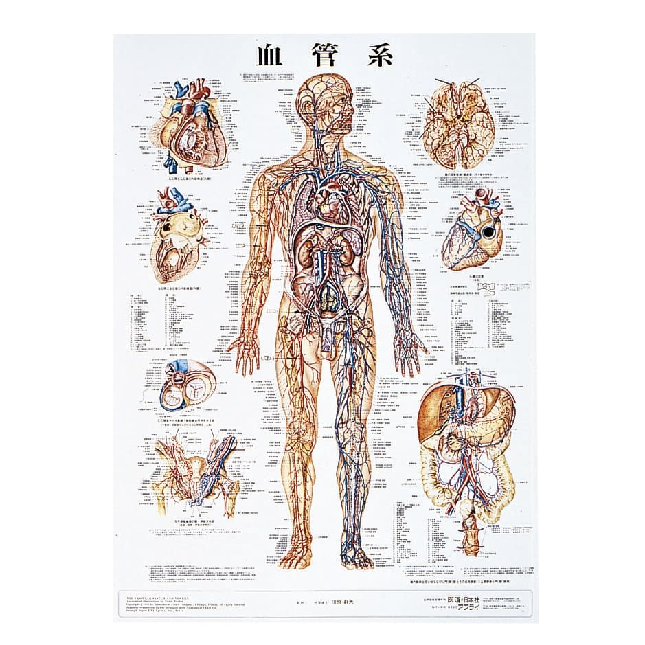 掛軸　紙本　骸骨図　人体構造　教材 人体解剖学チャート(ポスターサイズ) ポスターサイズ・ラミネート版 11