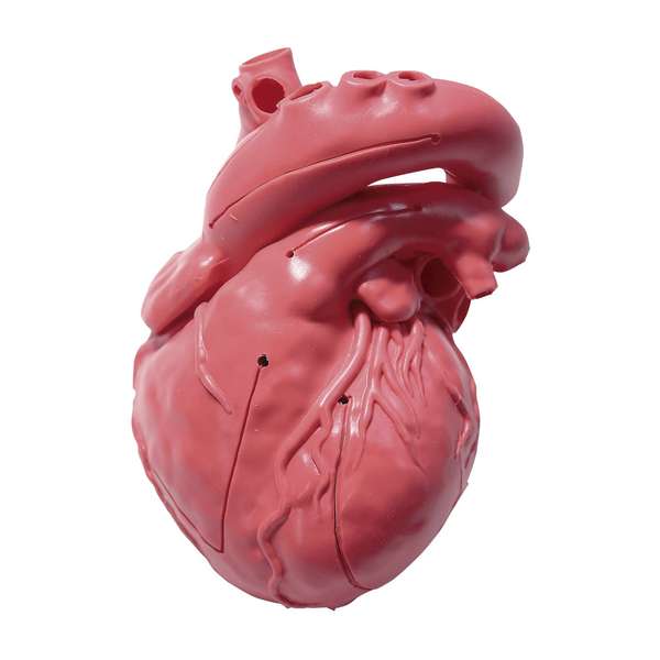 CardioModelEV(成人正常 赤 人体模型 24-7808-00 クロスメディカル XC