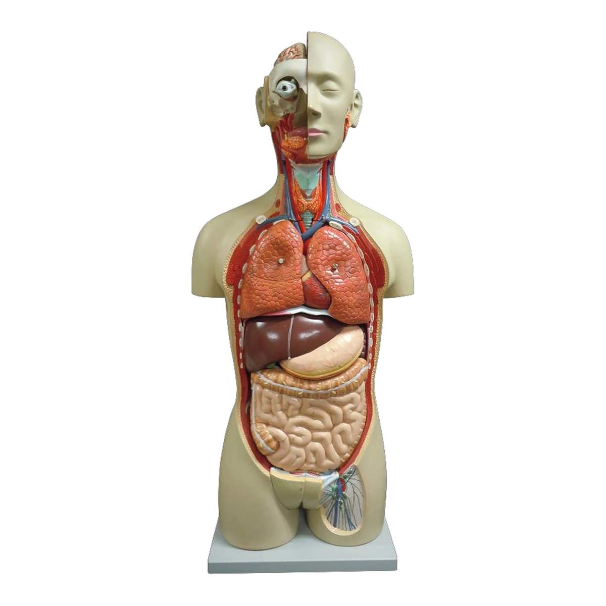 解剖学 内臓模型 トルソー 解剖模型 人体模型 標本 医療器具 大学病院 医学 00319996_main.jpg?v=
