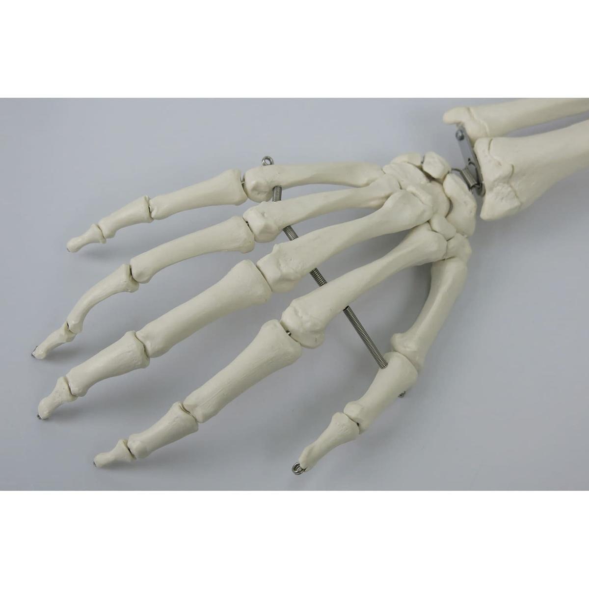 骨格モデル(標準型)吊り下げ仕様 人体模型 11-2005-02 日本