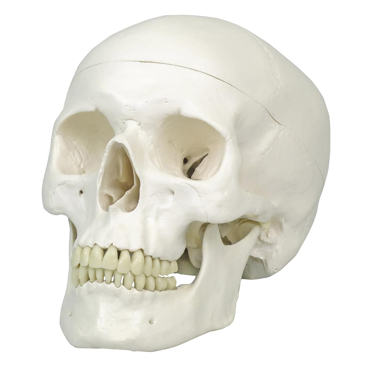 タウング·ベイビー頭骨模型 00213370_main.jpg?v=